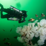 PADI Wreck Specialty - Image 2