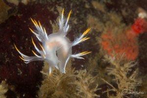 Sunshine Coast Safari - Image 4