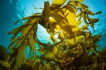 Kelp Forest Safari - Image 2
