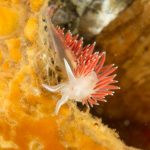 Private Guided Dives - Image 4