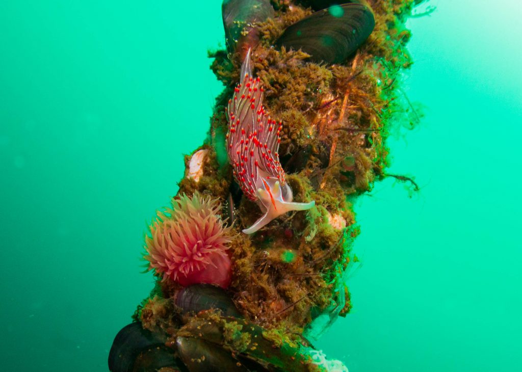 Beginner Dive Course 60 Diving Equipment