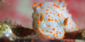 Diving Training Vancouver