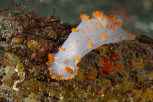 Sidemount Safari - Image 3