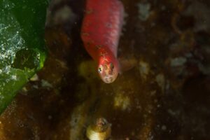 Sunrise Splash - Image 2