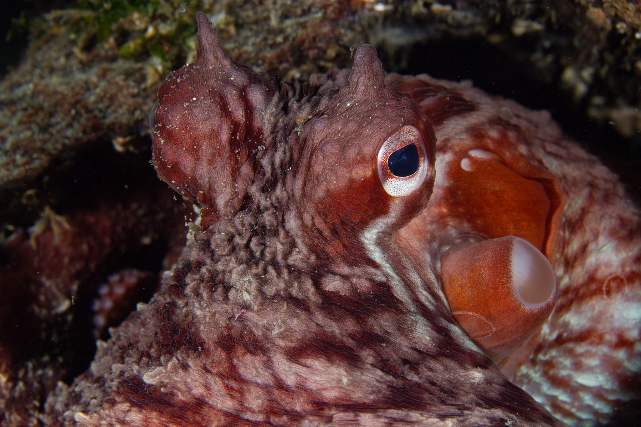 Home, Vancouver Diving Locker, Canada
