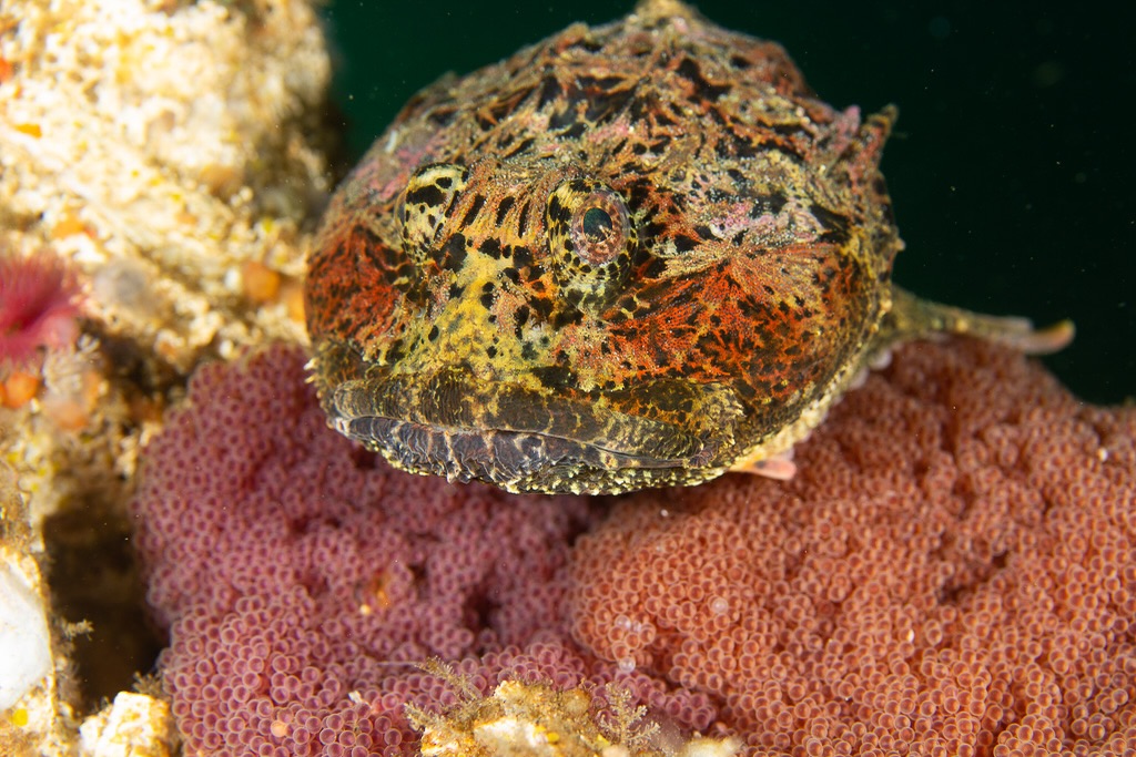 Home, Vancouver Diving Locker, Canada