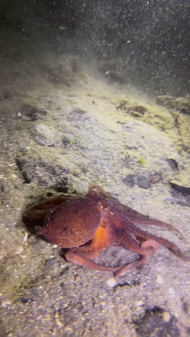 Home, Vancouver Diving Locker, Canada