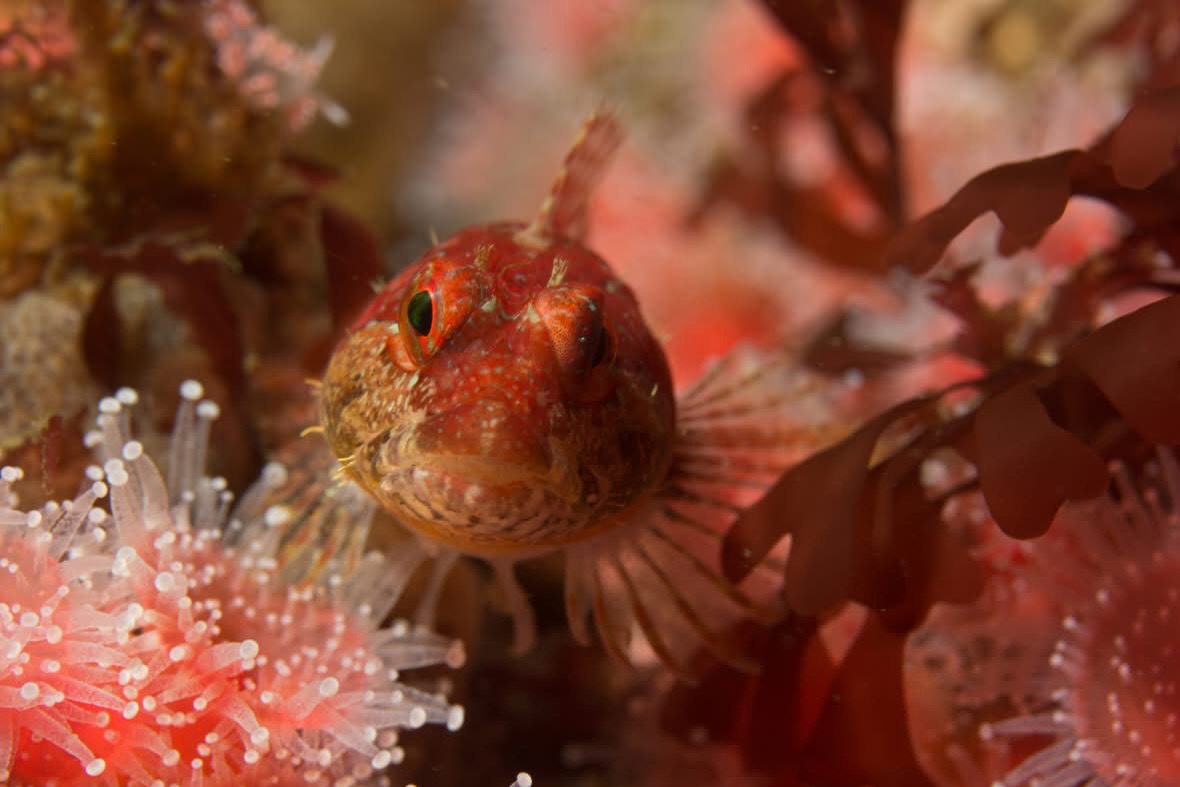 Home, Vancouver Diving Locker, Canada