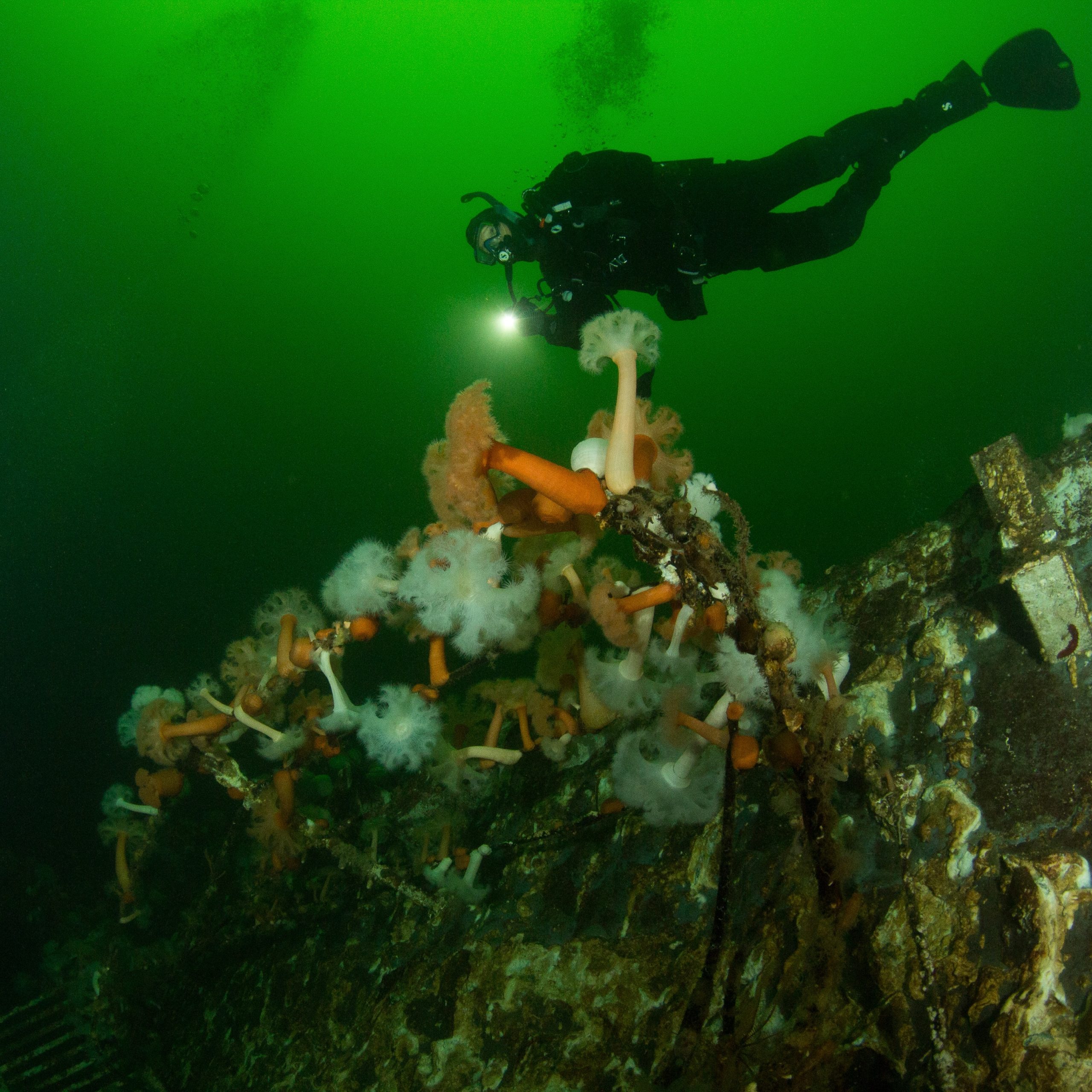 Home, Vancouver Diving Locker, Canada