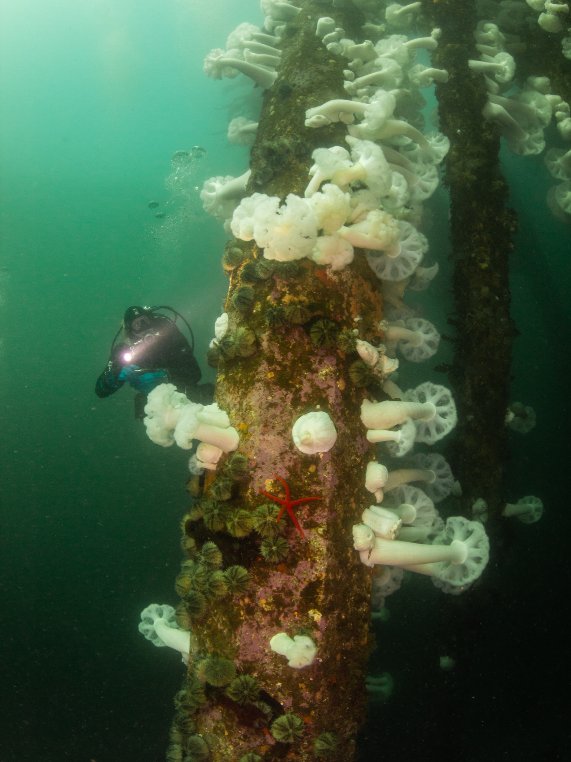 Home, Vancouver Diving Locker, Canada