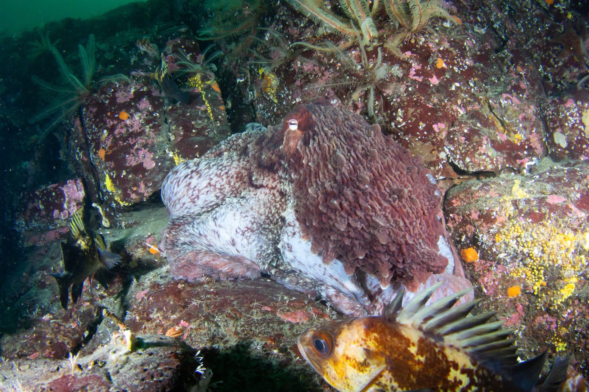 Home, Vancouver Diving Locker, Canada