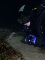 Twilight Dive - Image 2