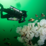 Nanaimo Weekend Wreck Trip - Image 2