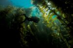 Kelp Forest Safari - Image 4