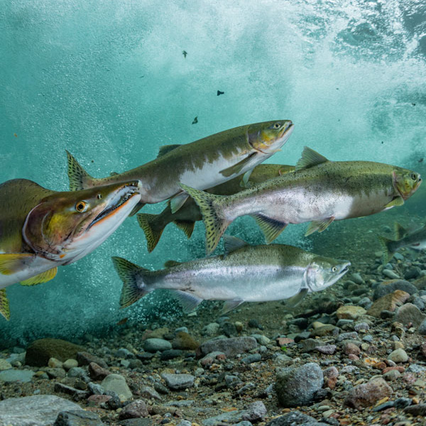 Campbell River Snorkel &Amp;Amp; Dive, Vancouver Diving Locker, Canada