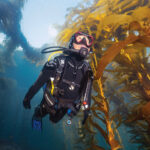 Kelp Forest Safari - Image 3