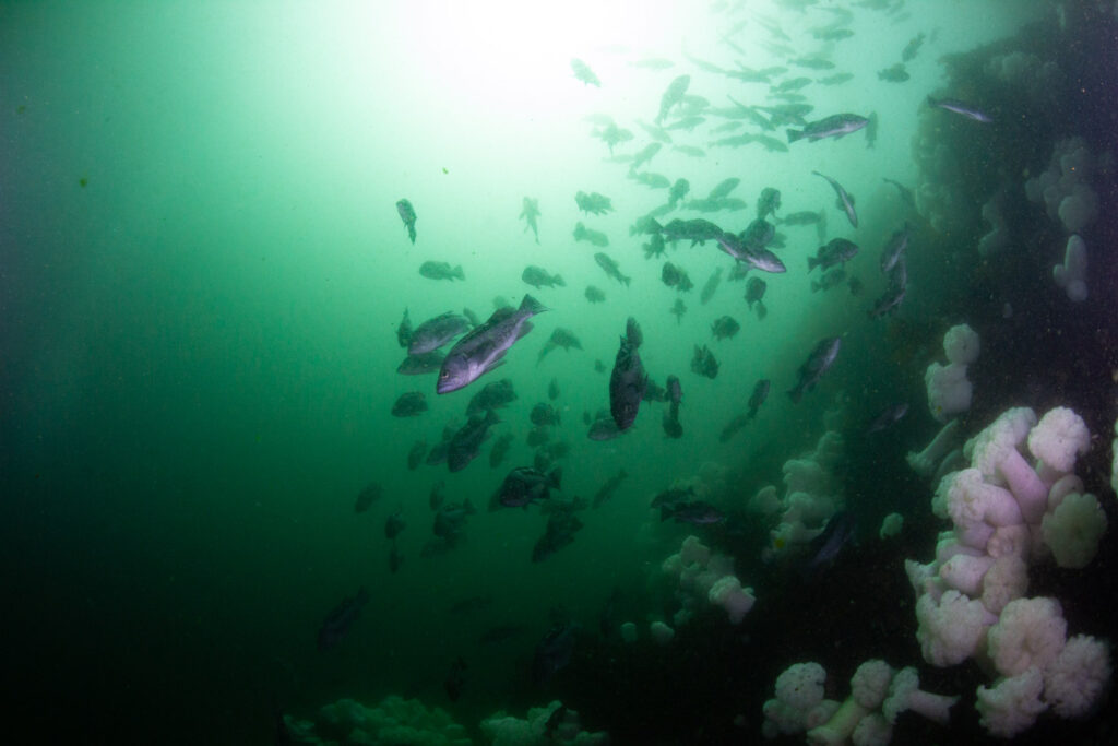 Beginner Dive Course 56 Beginner Dive Course, Vancouver Diving Locker, Canada