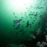 Porteau Safari, Vancouver Diving Locker, Canada