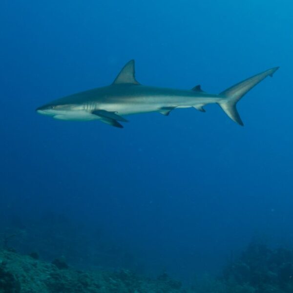 Bahamas-Img_2075