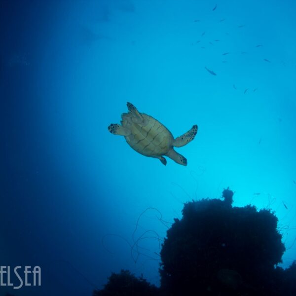 Bahamas-Img_2207