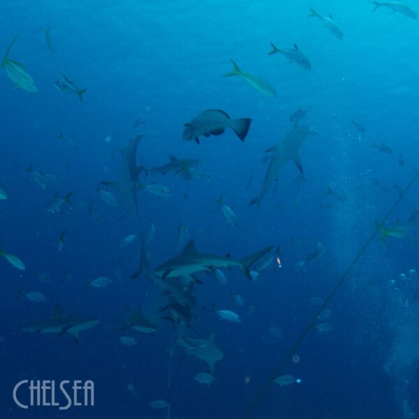 Bahamas-Img_2223