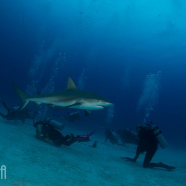 Bahamas-Img_2247
