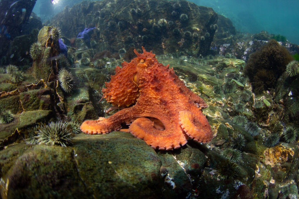Beginner Dive Course 54 Beginner Dive Course, Vancouver Diving Locker, Canada