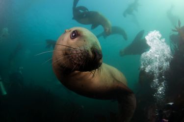 Home, Vancouver Diving Locker, Canada
