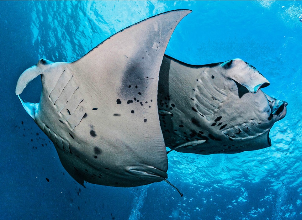 Home, Vancouver Diving Locker, Canada