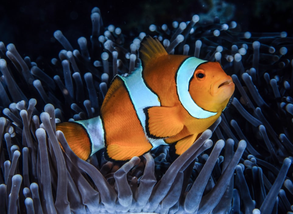 Home, Vancouver Diving Locker, Canada