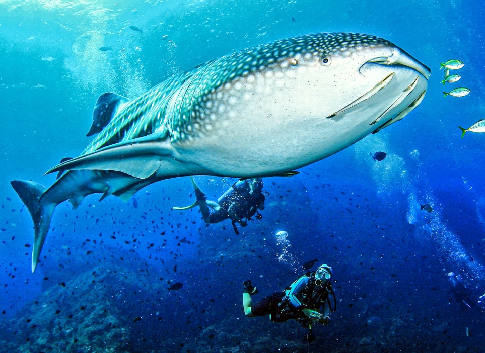Home, Vancouver Diving Locker, Canada