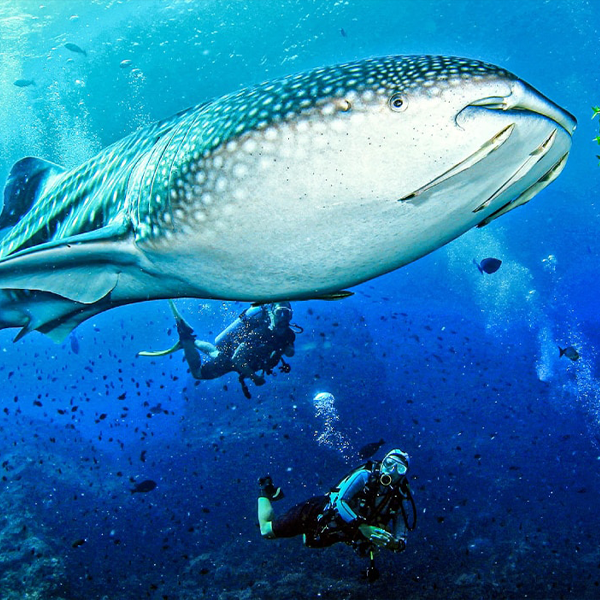 Thailand, Vancouver Diving Locker, Canada