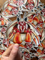 Getting Salty Stickers Black-Eyed Hermit Crab