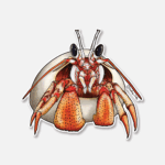 Getting Salty Stickers Black-Eyed Hermit Crab - Image 2