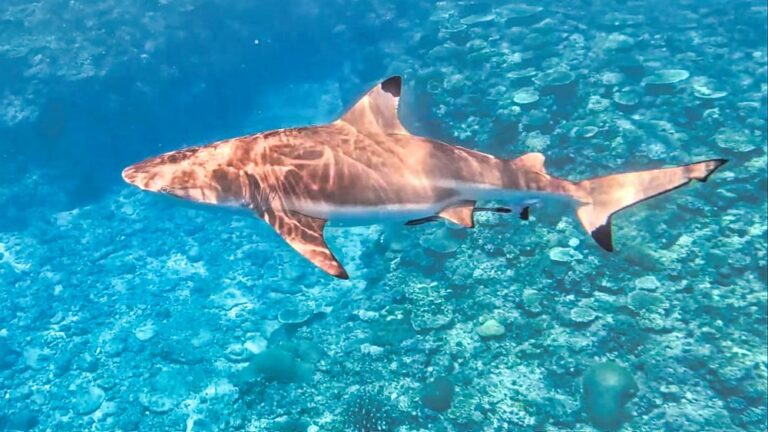 Taveuni, Fiji: A Place That Keeps Calling Us Back 5 Taveuni, Fiji: A Place That Keeps Calling Us Back, Vancouver Diving Locker, Canada