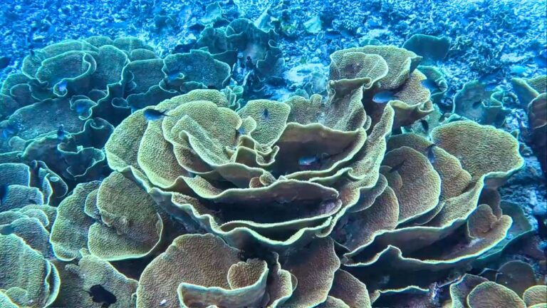 Taveuni, Fiji: A Place That Keeps Calling Us Back 6 Taveuni, Fiji: A Place That Keeps Calling Us Back, Vancouver Diving Locker, Canada