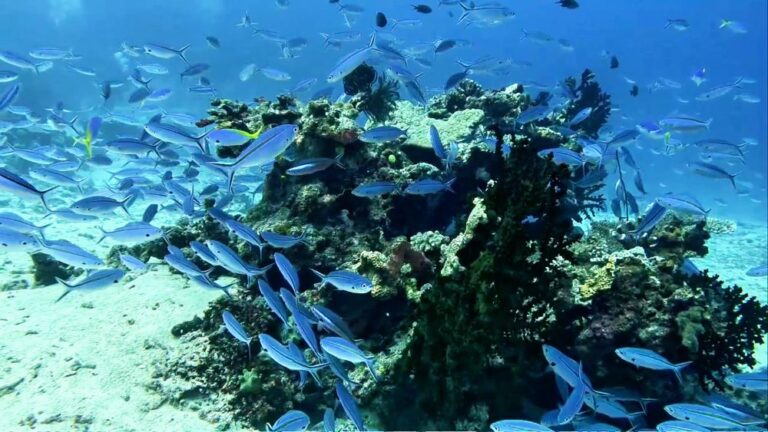 Taveuni, Fiji: A Place That Keeps Calling Us Back 7 Taveuni, Fiji: A Place That Keeps Calling Us Back, Vancouver Diving Locker, Canada