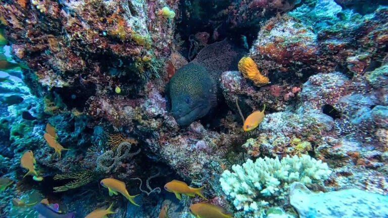 Taveuni, Fiji: A Place That Keeps Calling Us Back 8 Taveuni, Fiji: A Place That Keeps Calling Us Back, Vancouver Diving Locker, Canada