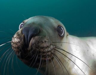 Home, Vancouver Diving Locker, Canada