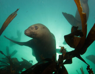 Home, Vancouver Diving Locker, Canada