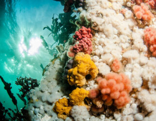 Home, Vancouver Diving Locker, Canada